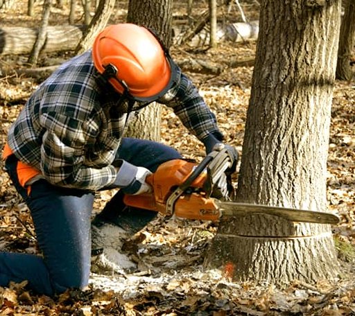 Tree Removal in Star Lake, NY